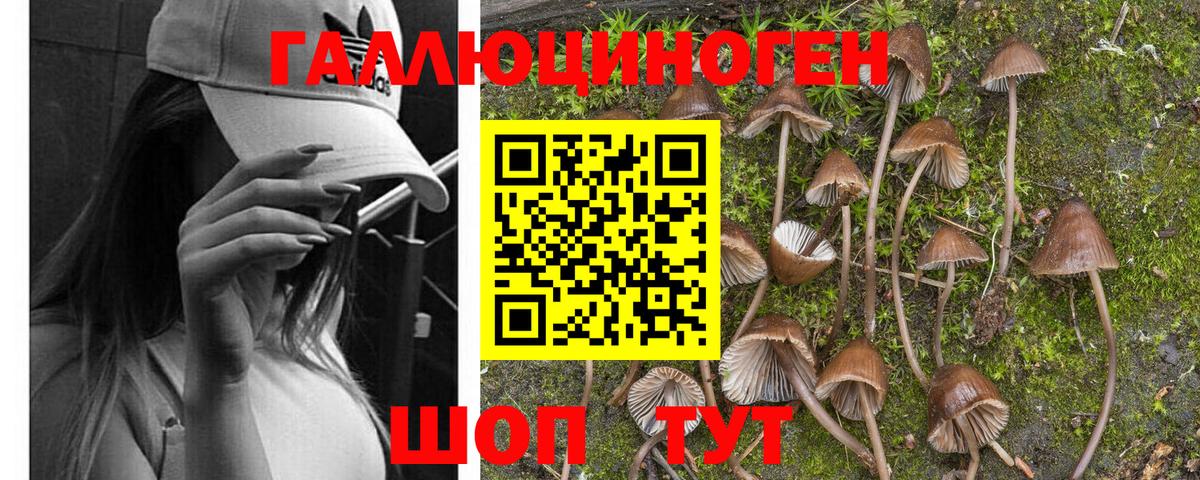 Псилоцибиновые грибы Psilocybe  Вход с VPN  наркотики  Ялуторовск  Галлюциногенные грибы MAGIC MUSHROOMS 